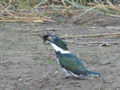 Chloroceryle amazona