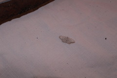 Sterrhinae