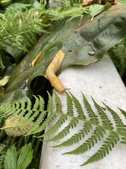 Ariolimax columbianus