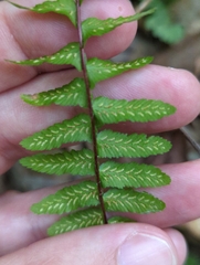 Asplenium platyneuron