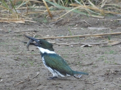 Chloroceryle amazona