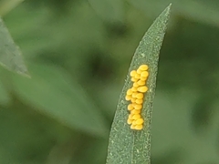 Ophraella communa