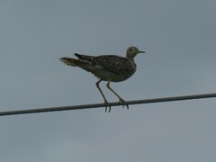 Bartramia longicauda