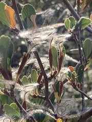 Cercocarpus betuloides
