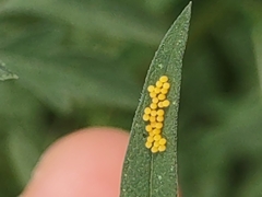 Ophraella communa