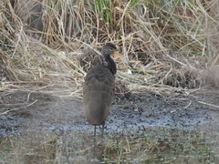 Aramus guarauna