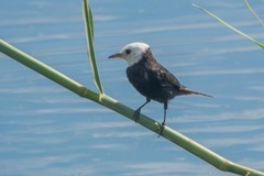 Arundinicola leucocephala