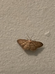 Idaea seriata