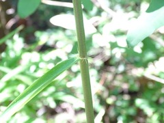 Arundinaria tecta