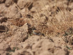 Calandrella brachydactyla