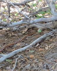Lampropeltis knoblochi