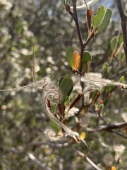 Cercocarpus betuloides