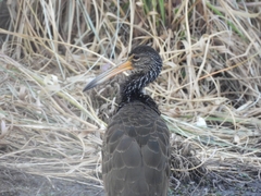 Aramus guarauna