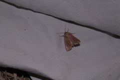 Mythimna albipuncta