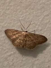Idaea seriata