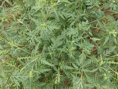 Ophraella communa