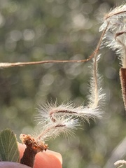 Cercocarpus betuloides