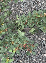 Ilex verticillata