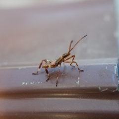 Leptoglossus occidentalis