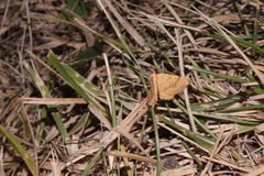 Camptogramma bilineata