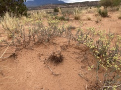 Eriogonum microtheca
