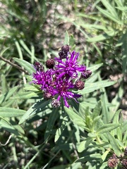 Vernonia marginata