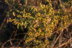 Pentanema squarrosum