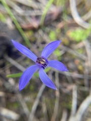 Pheladenia deformis