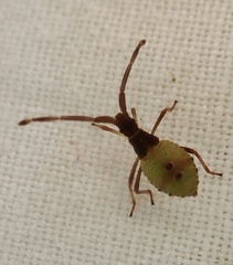 Gonocerus acuteangulatus