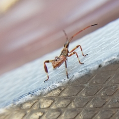 Leptoglossus occidentalis