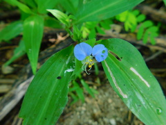 Commelina erecta erecta