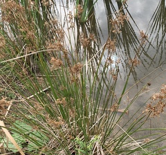 Juncus effusus