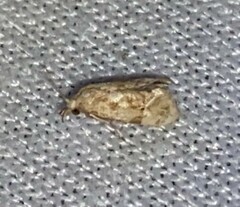 Platphalonidia