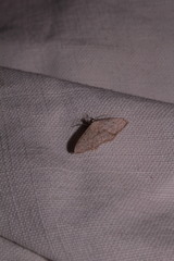 Idaea seriata