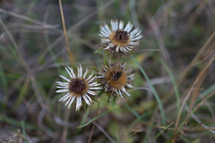 Carlina vulgaris
