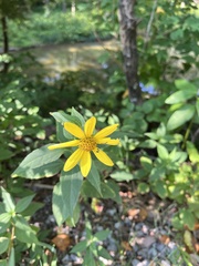 Helianthus decapetalus