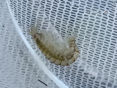 Gammarus