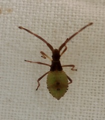 Gonocerus acuteangulatus