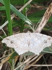 Macaria aemulataria