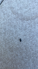 Glischrochilus quadrisignatus