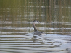 Podiceps major