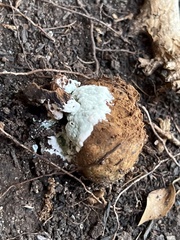 Reticularia lycoperdon