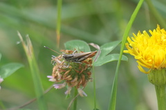 Gomphocerippus rufus