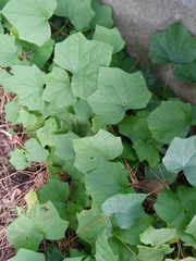 Menispermum canadense