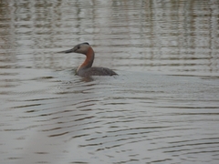 Podiceps major