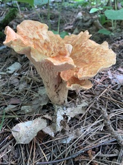 Turbinellus floccosus