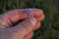 Scabiosa columbaria
