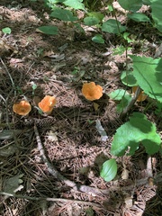 Turbinellus floccosus