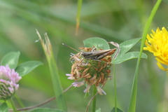 Gomphocerippus rufus