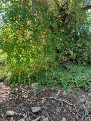 Vitis californica